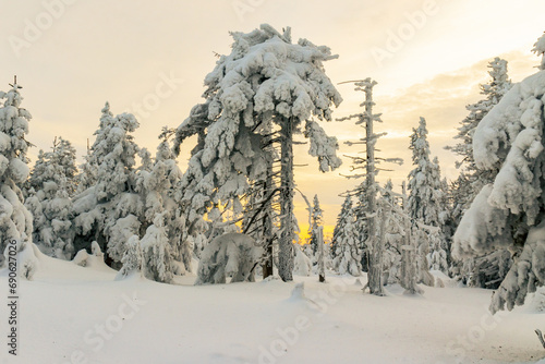 Zimowy, zmrożony, biały las pełen śniegu w górach w Karkonoszach, o zachodzie słońca © krzys ser