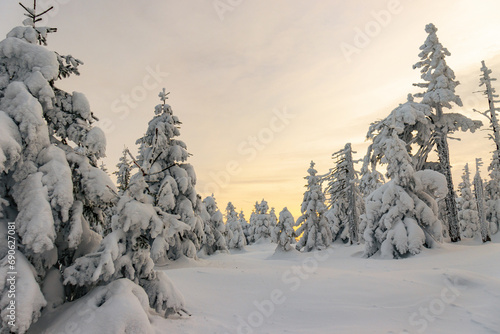 Zimowy, zmrożony, biały las pełen śniegu w górach w Karkonoszach, o zachodzie słońca