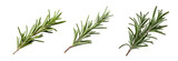 Set of fragrant pieces of rosemary on a transparent background