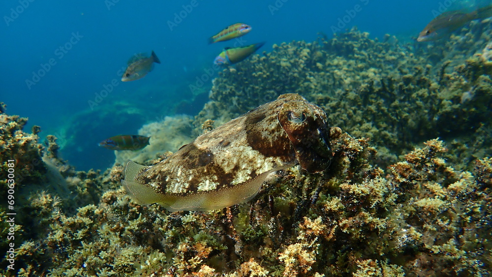Obraz premium Common cuttlefish or European common cuttlefish (Sepia officinalis) undersea, Aegean Sea, Greece, Halkidiki