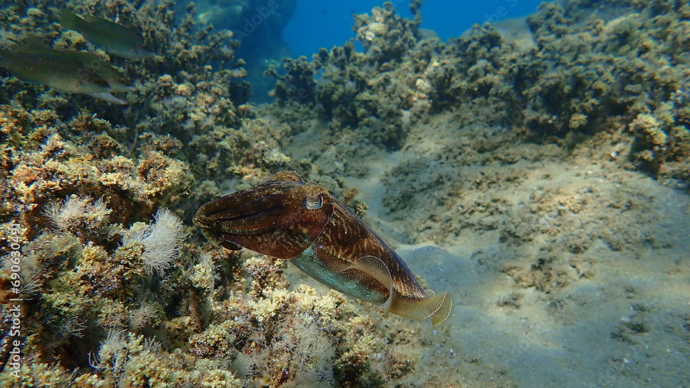 Fototapeta premium Common cuttlefish or European common cuttlefish (Sepia officinalis) undersea, Aegean Sea, Greece, Halkidiki