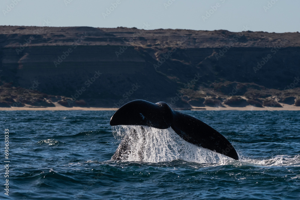 Fototapeta premium Sohutern right whale tail lobtailing, endangered species, Patagonia,Argentina