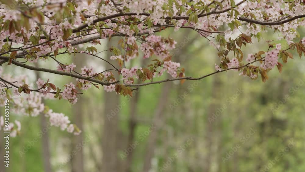 Slow motion of falling petals of blooming sakura closeup Slow motion of falling petals of blooming sakura closeup