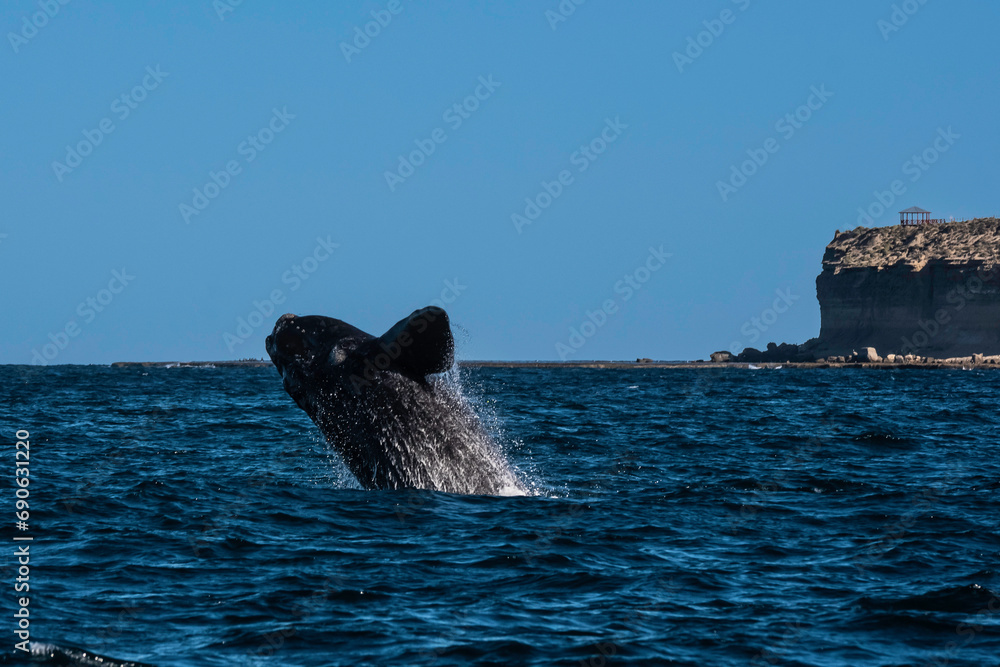 Fototapeta premium Sohutern right whale jumping, endangered species, Patagonia,Argentina