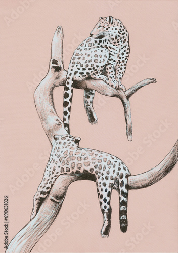 Leopards on a pink background