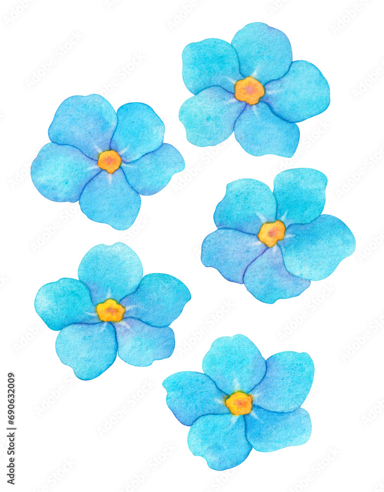 Watercolor Little Blue Forget me not flower collection