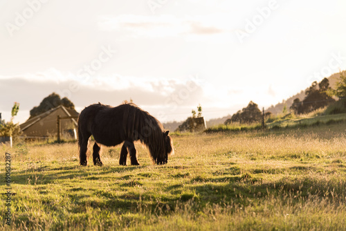 Horse Pony in the Field Tasmania Australia