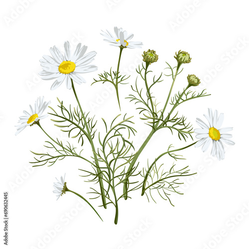 Yarrow flower. Medicinal plant isolated on white background. Achillea Millefolium. Vector hand drawn herb illustration.  
