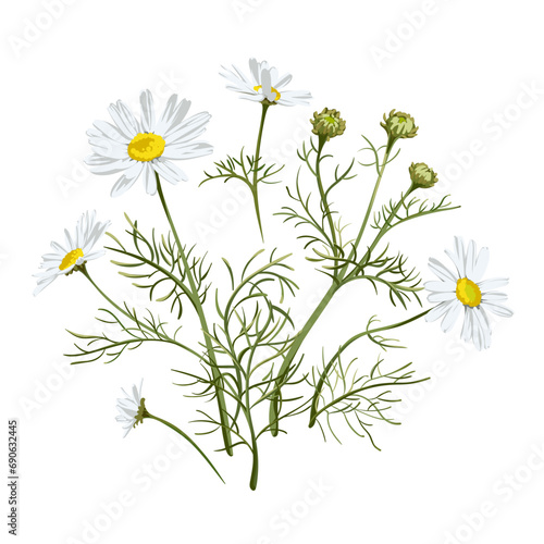Yarrow flower. Medicinal plant isolated on white background. Achillea Millefolium. Vector hand drawn herb illustration. 
