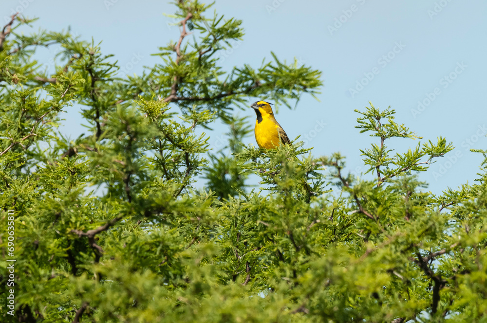 Fototapeta premium Yellow Cardinal, Gubernatrix cristata, Endangered species in La Pampa, Argentina
