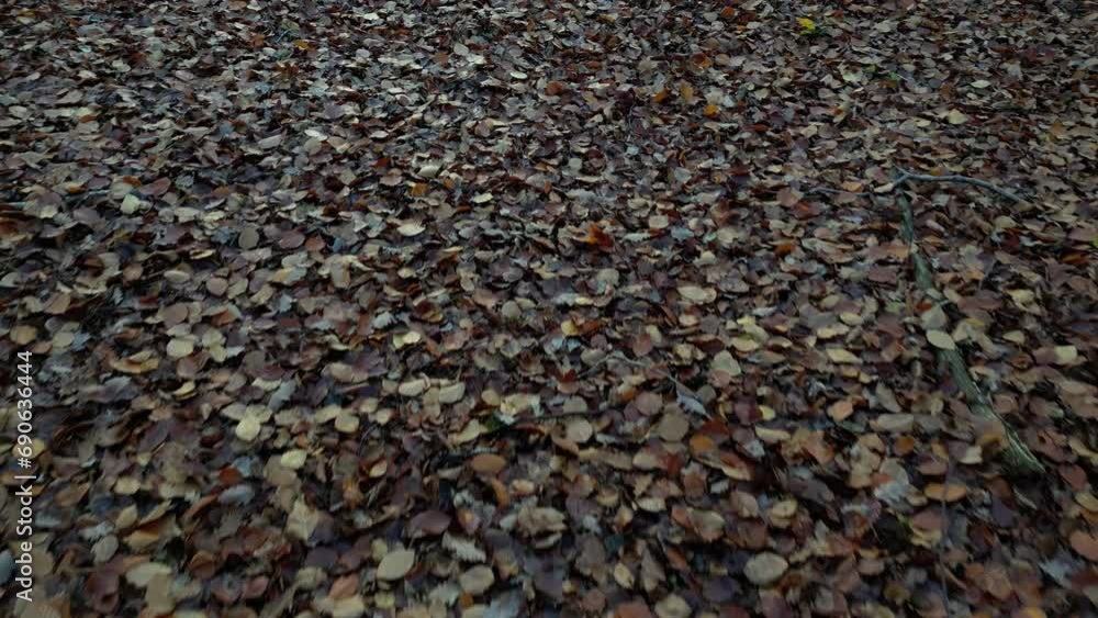 Fallen Leaves low altitude flyover forest inside autumn Fallen Leaves low altitude flyover forest inside autumn