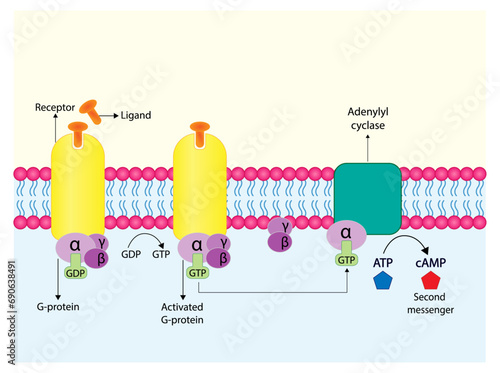 G protein coupled receptor. Structure of a G protein-coupled receptor (GPCR). Cell membrane receptors for ligands binding. cAMP, second messenger, production amplification. vector illustration.