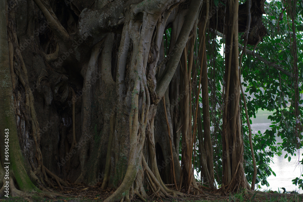 Multiple Banyan Trees early morning sun in St. Petersburg, FL Crescent Lake Park with green grass in foreground. Tall roots hanging high. Multiple Banyan Trees early morning sun in St. Petersburg, FL Crescent Lake Park with green grass in foreground. Tall roots hanging high.