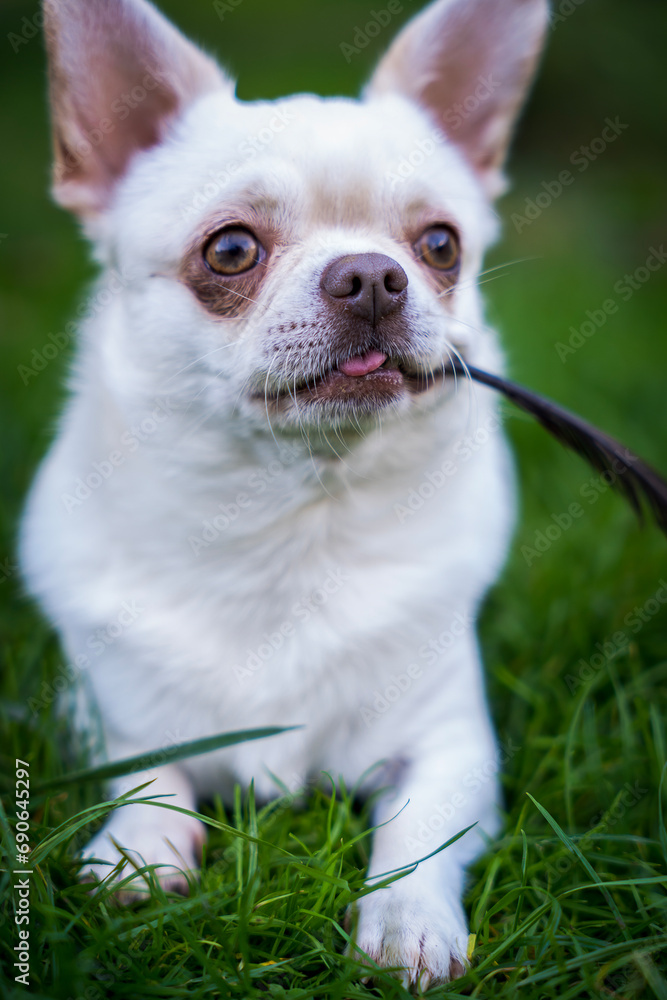 Funny chihuahua on a walk , dog close up Funny chihuahua on a walk , dog close up