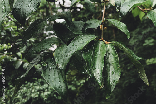 Green leafs with rain drops