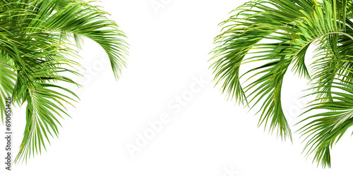 Cut out palm leaf isolated on white photo