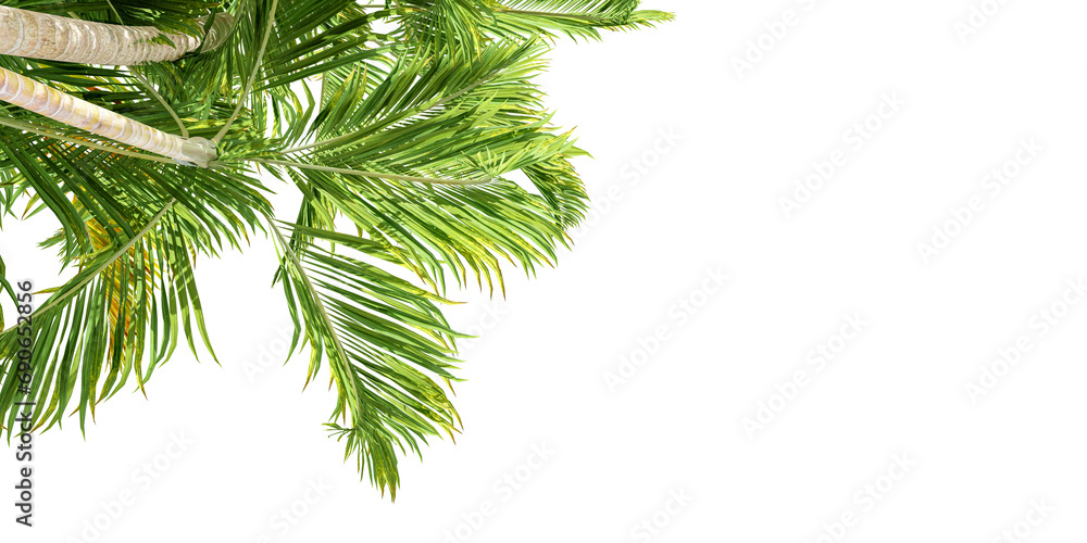 Palm leaf isolated on white Palm leaf isolated on white