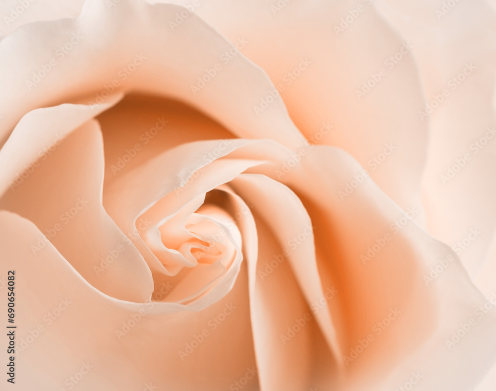 Peach or tea rose petals close up with soft focus.