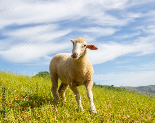 Sheep running in meadow postcard close-up concept of agriculture  business  world around farmers