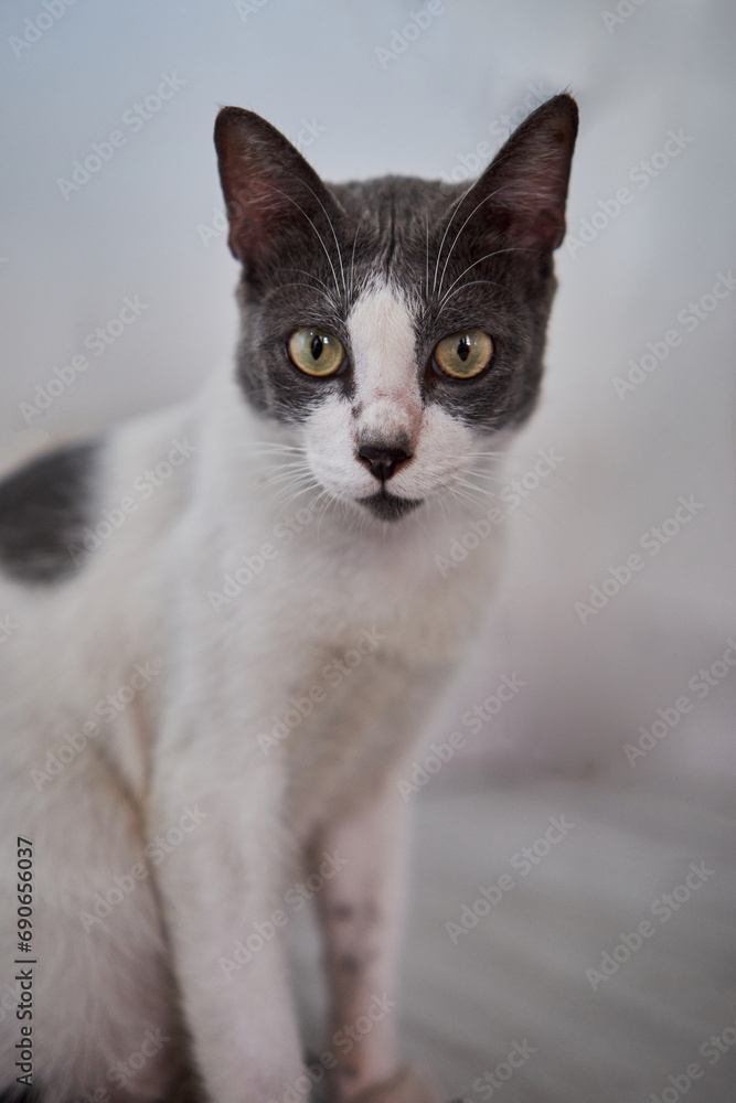 Close-up of expression of a cat stared sharply with white background
