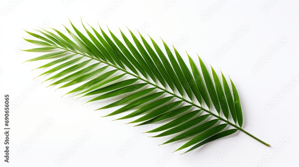 palm leaf on white background isolated. palm leaf on white background isolated.