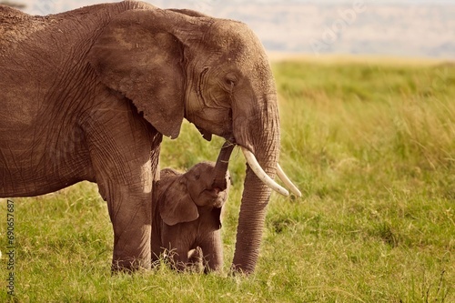 rodzina słoni © Tomasz