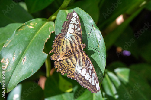 Thailand Butterfly Beautiful Nature