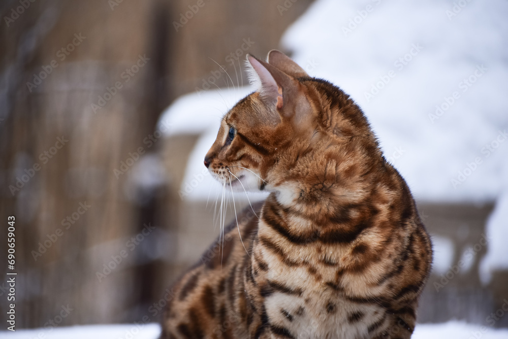 Bengal cat portrait outdoors in winter snowy weather, photo
