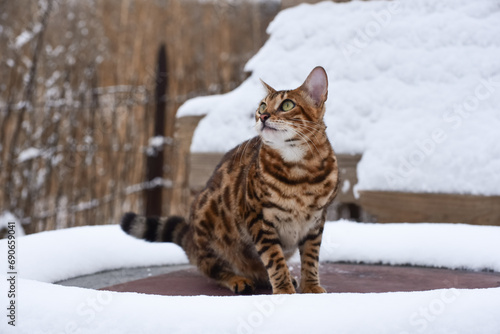 Bengal cat outdoors in winter snowy weather, photo