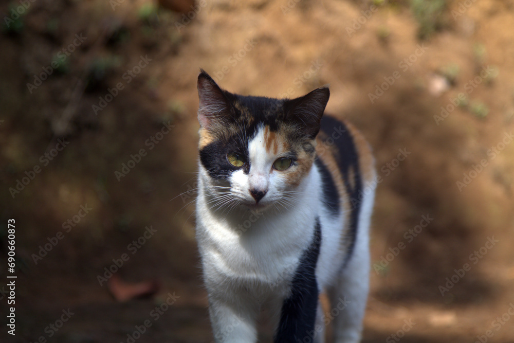 Angry look stray calico cat Angry look stray calico cat