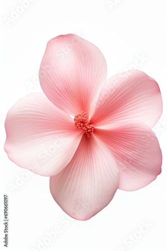 A single flower petal on a plain surface isolated on white background 