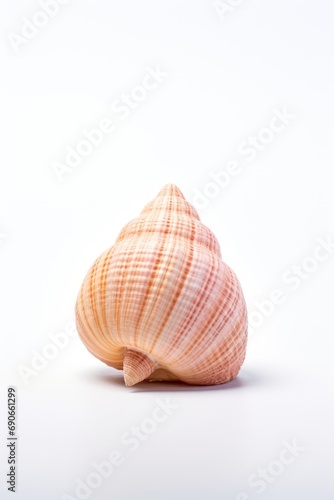 A single seashell on a plain surface isolated on white