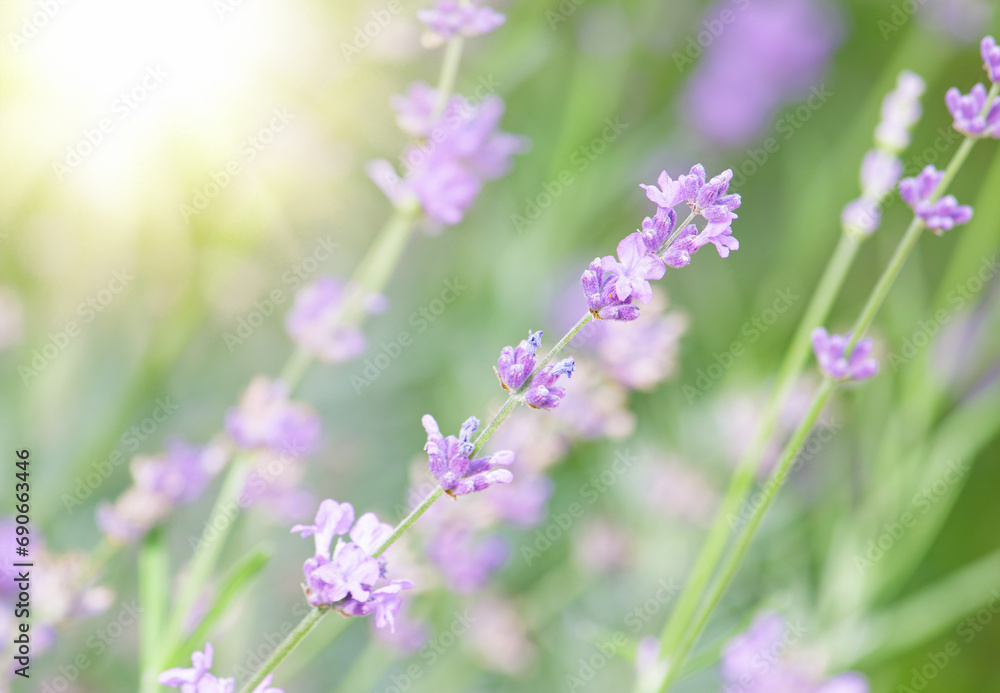 Fototapeta premium Selective focus on lavender flowers with morning sunlight blur background.
