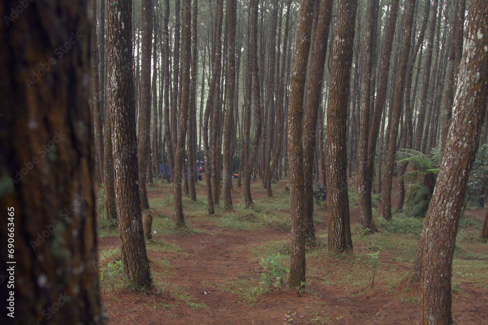 Obraz premium Morning view of Pine Forest at Bandung Regency.