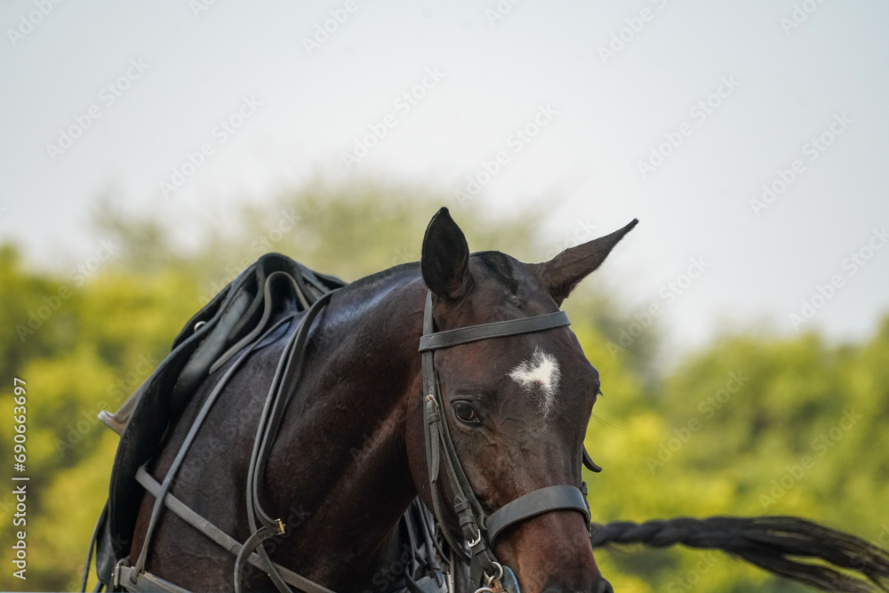 Obraz premium polo horse