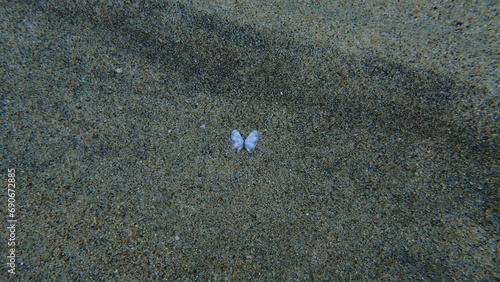 Bean clam or wedge shell Donax venustus on sea bottom, Aegean Sea, Greece, Halkidiki photo