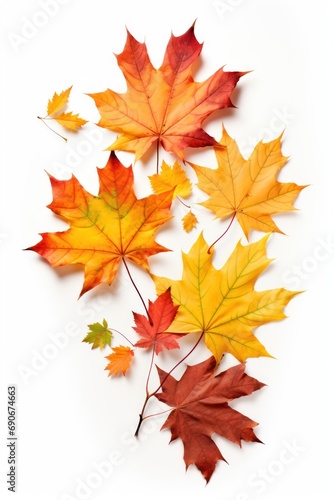 Fall foliage isolated on white background