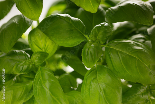 Juicy green basil leaves close up  macro  healthy food
