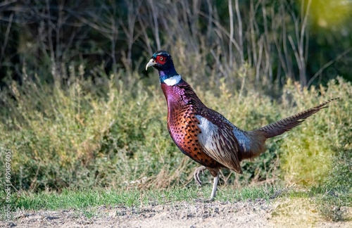 Ring necked pheasant male foraging in the field showing off amazing iridescent colors in sunlight