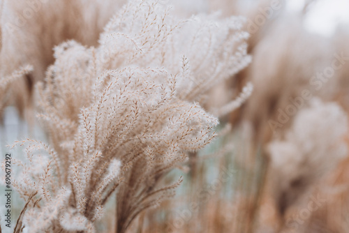 Obraz na płótnie Abstract natural background of soft plants Cortaderia selloana. Pampas grass on a blurry bokeh, Dry reeds boho style. Fluffy stems of tall grass in winter w salonie