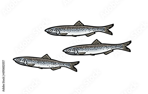 Whole fresh fish anchovy. Vector engraving vintage