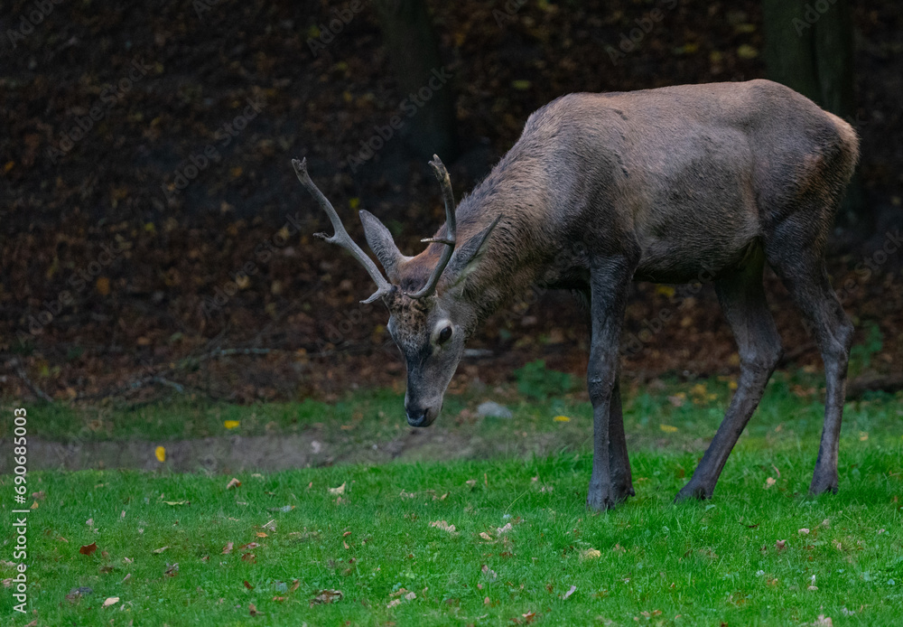 deer in the forest, Europe, Poland deer in the forest, Europe, Poland
