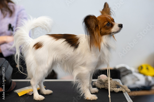 portrait of a dog, paillon photo