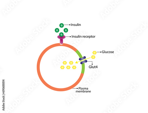 Insulin mechanism of action, regulates glucose metabolism and glucose blood level. Insulin is the key that unlocks glucose channel. Insulin resistance. Vector illustration.