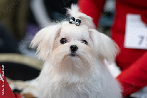 portrait of a white dog, maltese dog