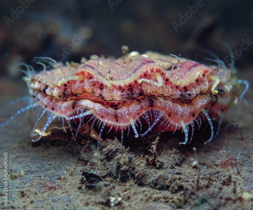 Seven-rayed scallop from Norway