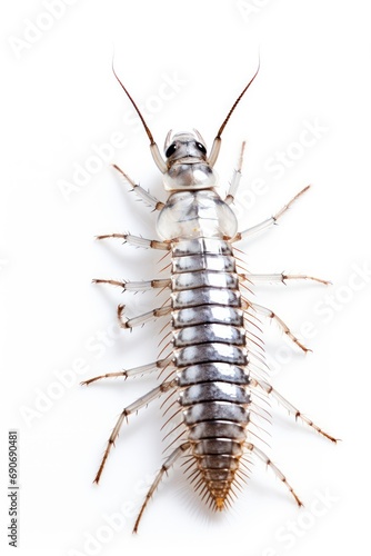 Silverfish isolated on white background 
