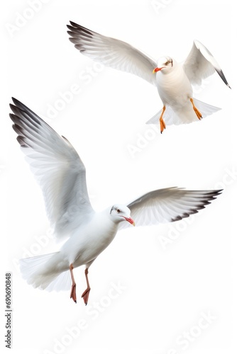 Seagulls isolated on white background