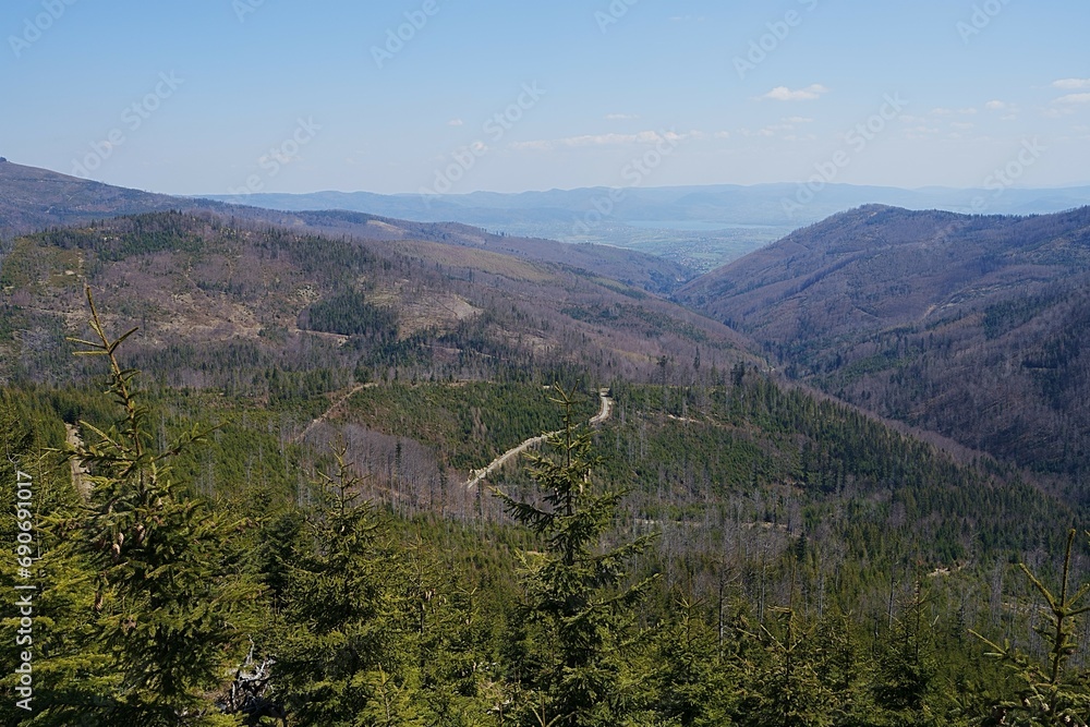 Naklejka premium Woodland in Silesian Beskids near Szczyrk town in Poland