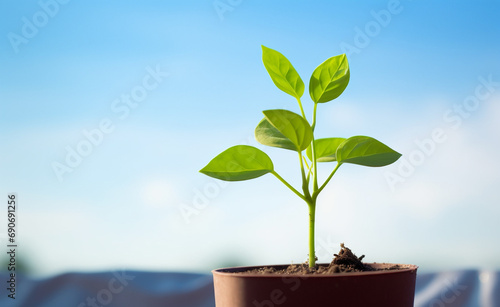 Plant is growing on planter under blue sky background
